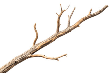 Fototapeta premium Dry branches of an old, isolated tree against a winter sky