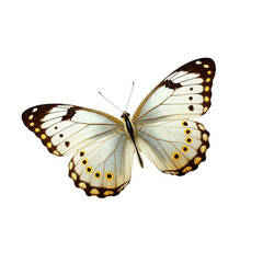 Obraz premium Elegant white butterfly with black and yellow markings