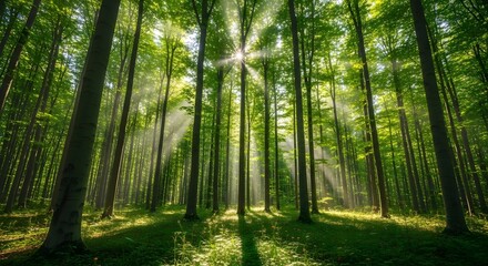 Obraz premium A Tranquil Forest Scene in Nature's Heart, Captured in Majestic Detail