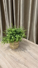 Small Green Plant In Woven Basket On Light Beige Wooden Table With Gray Drapes