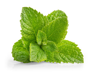 Green brandy mint leaves. Fresh aromatic herbs ingredient for mojito and refreshing cocktails or tea drink. Organic natural plant leaf. Isolated. PNG.