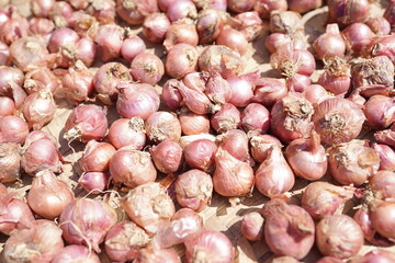 Abundant harvest of small red onions curing in the bright sun, a natural and organic food background for healthy culinary concepts.