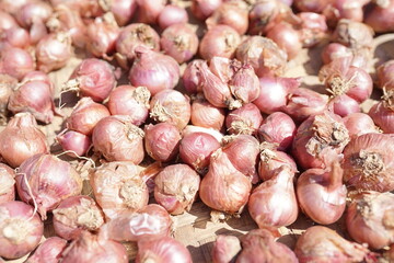 A vibrant pile of freshly harvested red shallots drying in the sun, showcasing a bountiful agricultural crop.