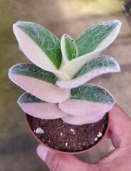 Stunning green and white pubescent leaves of Cobweb Spiderwort plant