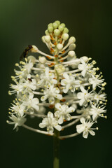 close up of a white flower