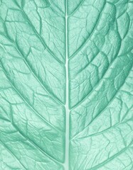 Obraz premium Close Up of a Mint Green Leaf with Detailed Veins and Surface Texture