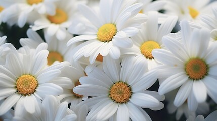 Obraz premium A photo of a close-up of delicate white daisies.