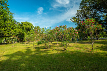 Green meadow grass with tree in city park sun light