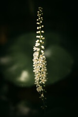 yellow flower in the morning