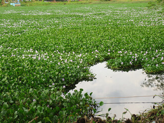 Extensive Water Plants Field With Purple Flowers