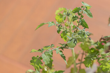 Green Tomatoes Growing on Plant with Yellowing Leaves in Sunlight