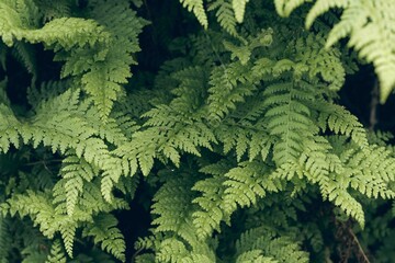 Natural green fern wallpaper, moody green nature wallpaper