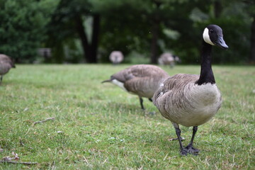 Canada geese grazing on green grass in a natural park setting.
