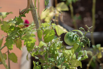 Green Tomatoes Growing on Plant with Yellowing Leaves in Sunlight