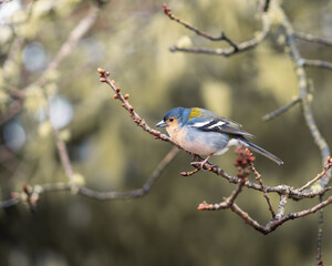 Petit oiseau perché sur une branche avec bourgeons au printemps