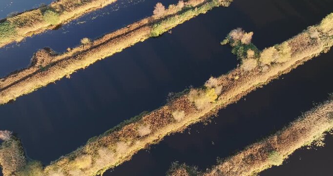 Aerial top view of serene canals in nature reserve Rottige Meente, showcasing contrasting dark water and vegetation in golden light, Weststellingwerf, Friesland, Netherlands.