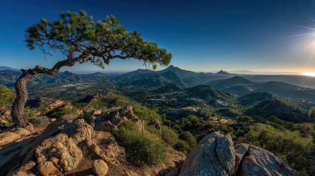 Panoramic mountain vista with a unique pine tree.