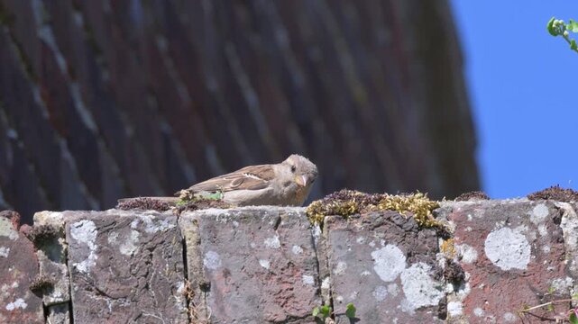 House Sparrow (Passer domesticus) female eating a ladybird on a wall. July, Kent, UK [Slow motion x5]