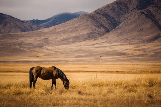 A solitary horse grazes in a vast, golden field beneath a mountain range.