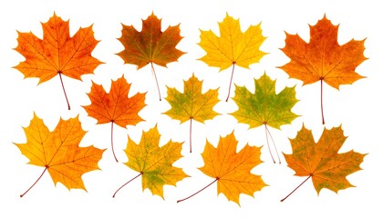 Autumn maple leaves arranged on a white background