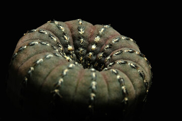 Frailea castanea a.k.a. Frailea asterioides. Isolated on black background