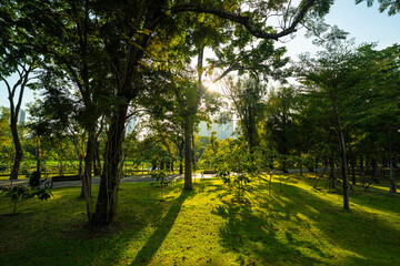 Green meadow grass with tree in city park sun light