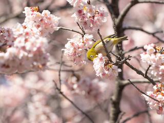 Obraz premium 桜を楽しむ鳥