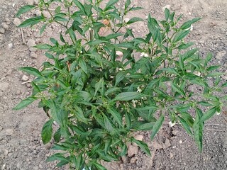 Chili tree with green leaves in the garden