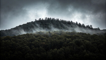 Misty forest scene featuring trees and cloudy skies in a serene natural environment