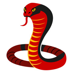 Fototapeta premium King Cobra snake