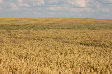 Landscape with a field of golden wheat and blue sky. A ripe wheat crop. A golden field of autumn and a blue sky with soft fluffy clouds on a hot summer day