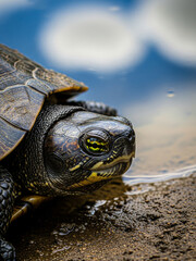 Obraz premium A detailed close-up portrait of a small turtle emerging from the water onto a muddy shore