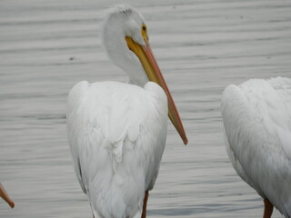 American white pelican at white rock lake in Dallas Texas 