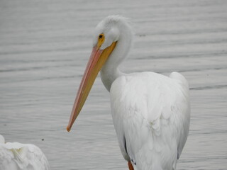 American white pelican at white rock lake in Dallas Texas 