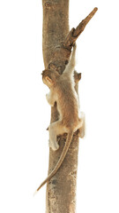 Back view Macaca or monkey, take refuge climbs behind tree in natural forest and Hide, Camouflaged with brown branches from danger for safety. Isolated on white background, clipping path transparent.