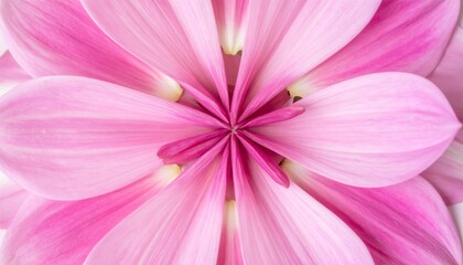 Obraz premium Closeup Pink Flower with Visible Petal Veins and Soft Lighting on White Background