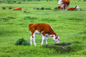 Cute red calf with a white legs grazing on summer green meadow. Little cow eating grass. Dairy...