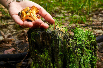A persons hand holds a cluster of vibrant orange chanterelle mushrooms