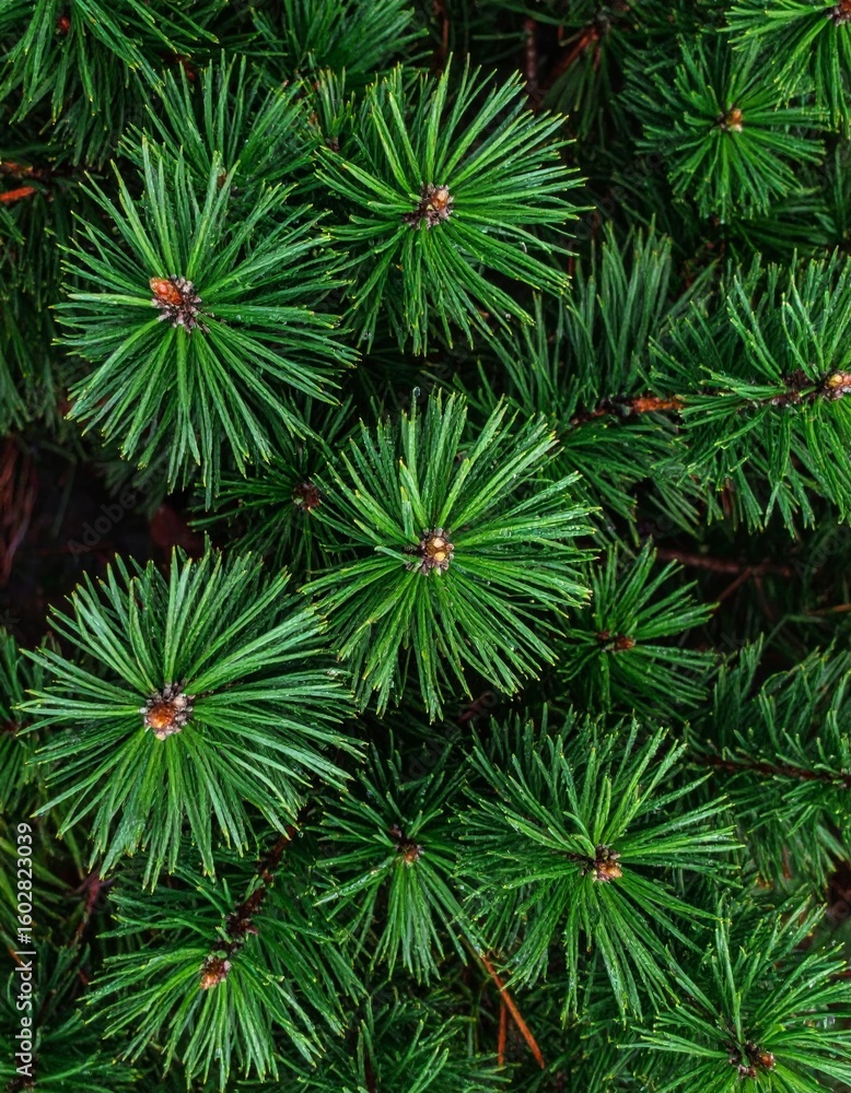Poster overhead view of dense green pine needles branches creating natural texture