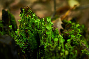 A vibrant cluster of bright green lichen growing on a dark