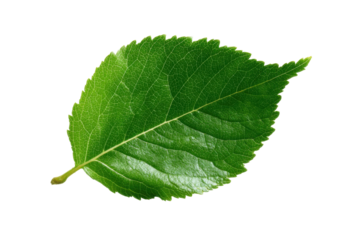 Vibrant green leaf close-up nature organic subject macro view. Isolated on transparent background, png.