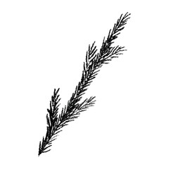 Fototapeta premium Hand drawn spruce branch clipart. Twig of coniferous tree doodle. Christmas and winter design element