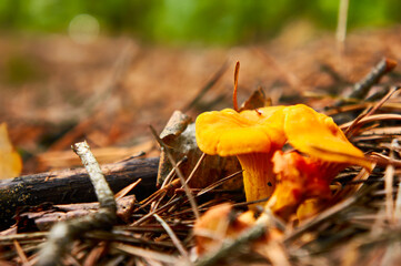A mushroom rests amidst a bed of dry pine needles and decaying wood