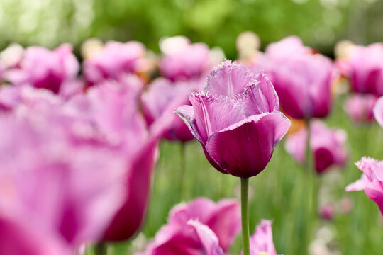 A stunning close-up of a vibrant purple fringed tulip with delicate ruffled petals, standing prominently in a field of blurred pink and green flowers, capturing spring beauty. 