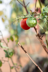 Close-up of Ripening Tomatoes on Sunlit Garden Vine, real garden images