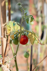 Close-up of Ripening Tomatoes on Sunlit Garden Vine, real garden images