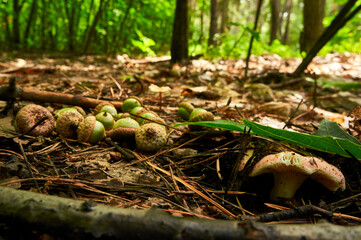 Mushrooms and acorns rest in the forest
