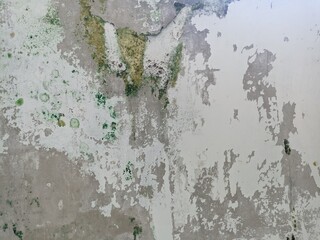 Aged wall with peeling white paint and green growth creates a textured surface, abstract