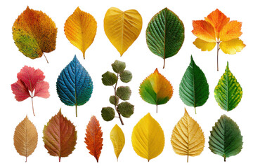 Fototapeta premium Colorful autumn leaves display nature botanical images outdoor. Isolated on transparent background, png.