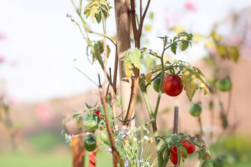 Close-up of Ripening Tomatoes on Sunlit Garden Vine, real garden images